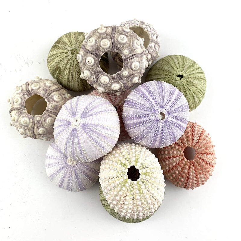 Worlds Assorted Natural Sea Urchins for Air Plants,Craft and Decorations 12PC(1-1/4"-2-1/4"Inch) - Image 1